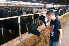 Chlapec hladí krávu.