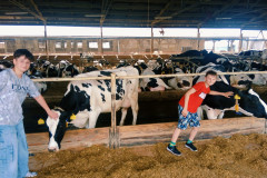 Chlapci hladí krávu.