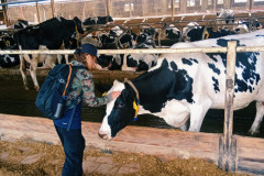 Chlapec hladí krávu.