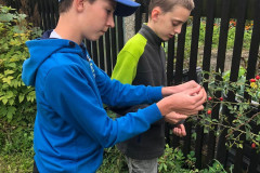 Žáci trhají šípky na školní zahradě.