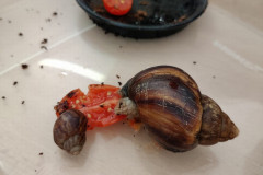 Maskoti VI. třídy - 1