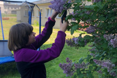 Dívka stříhá šeřík.