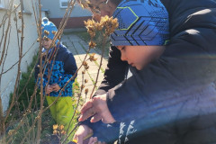 Žáci s paní asistentkou stříhají po zimě rostliny.