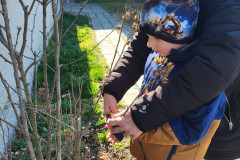 Žáci s paní asistentkou stříhají po zimě rostliny.