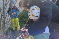 Žáci s paní asistentkou stříhají po zimě rostliny.