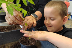 Chlapec sází rajče.