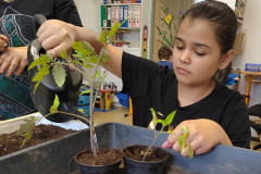 Dívka zalévá sazeničky.