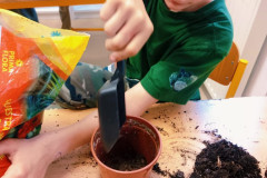 Chlapec přesazuje květinu.