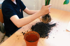 Chlapec přesazuje květinu.